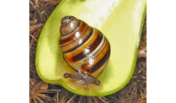 Steve Irwin's snail Crikey Steveirwini