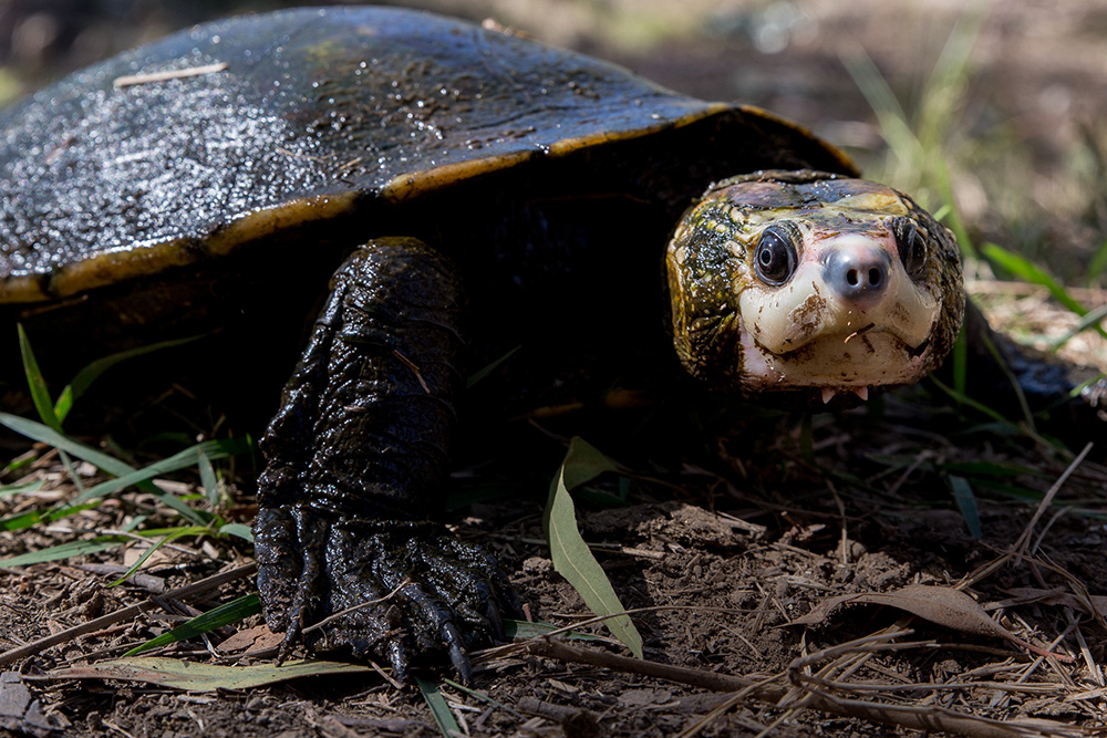 Steve Irwin's turtle Elseya Irwini